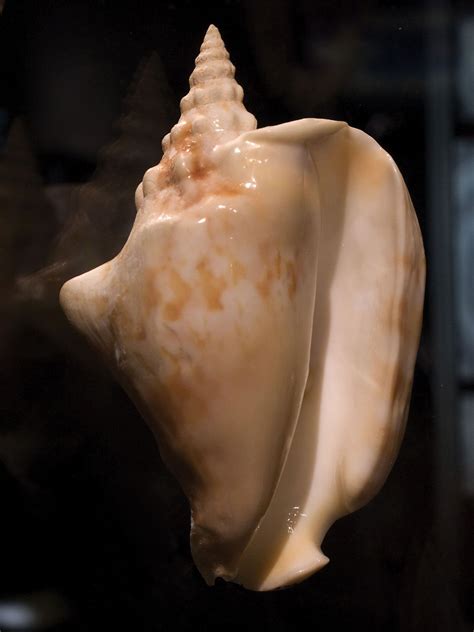Conch .